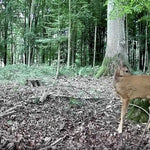 64MP Waterproof Game Camera 4-Pack Motion Activated Trail Cameras for Wildlife Tracking 1