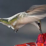 Ant Proof Hummingbird Feeder with 30 Feeding Ports – Best Hummingbird Feeder for Hummingbird Nectar 3