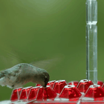 Ant Proof Hummingbird Feeder with 30 Feeding Ports – Best Hummingbird Feeder for Hummingbird Nectar 6