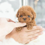 Realistic Robotic Puppy - Interactive Robot Puppy with Lifelike Movements & Sounds for All Ages 3