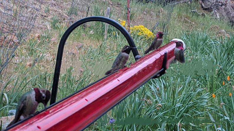 Hanging Long Tube Red Bird Feeder