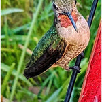 Hanging Long Tube Red Bird Feeder