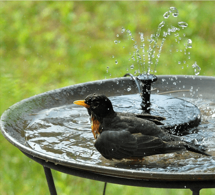 Solar Powered Fountain Pump