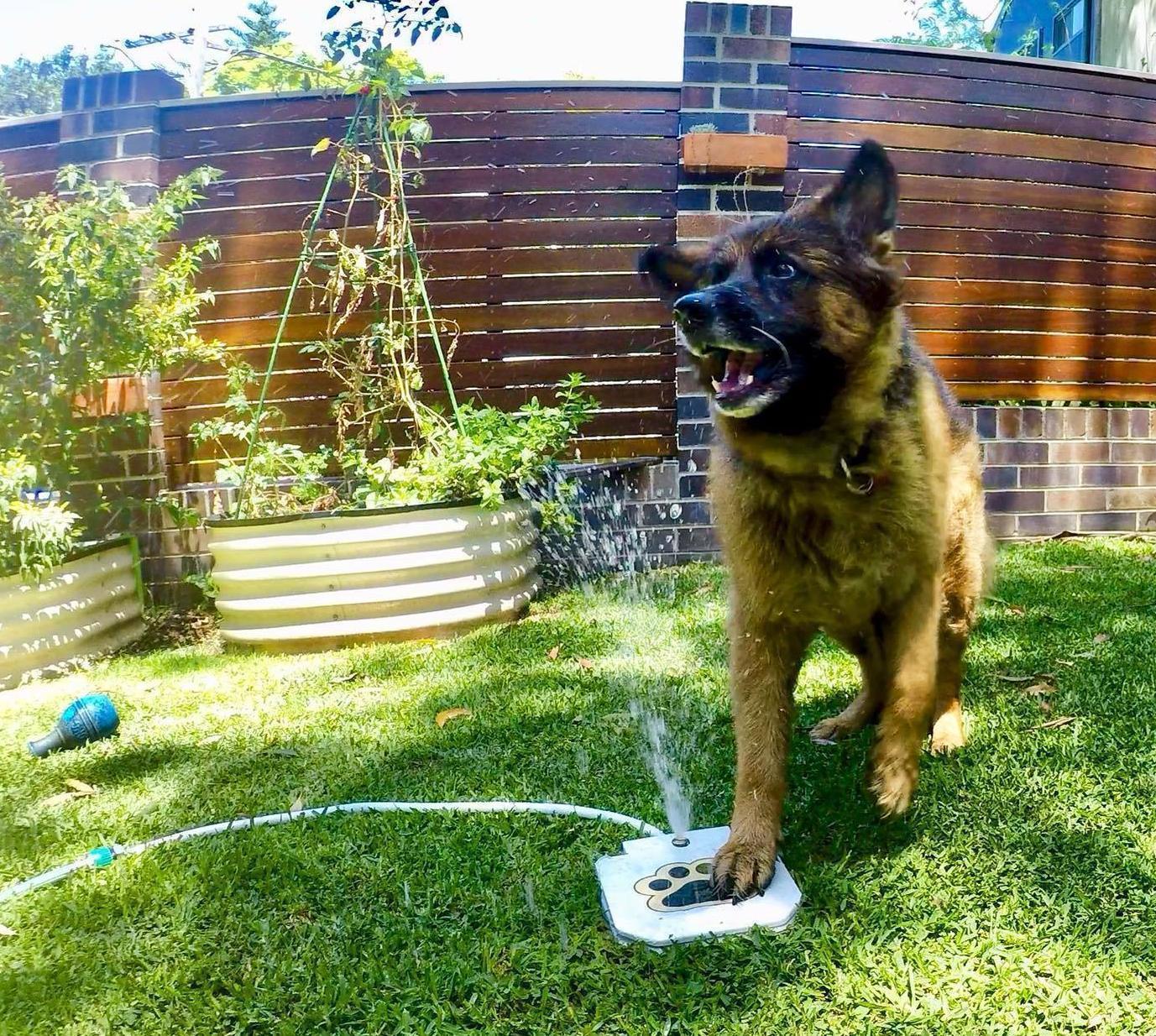 Outdoor Dog Water Fountain - Auto Pet Water Dispenser System