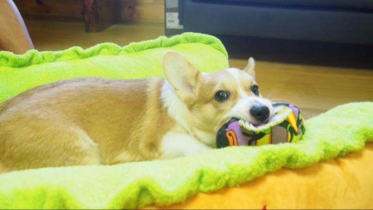 Hotdog Pet Bed