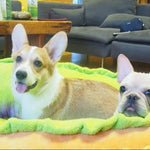 Hotdog Pet Bed